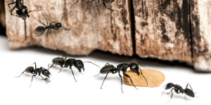 insetticida per formiche disinfestazioni formiche